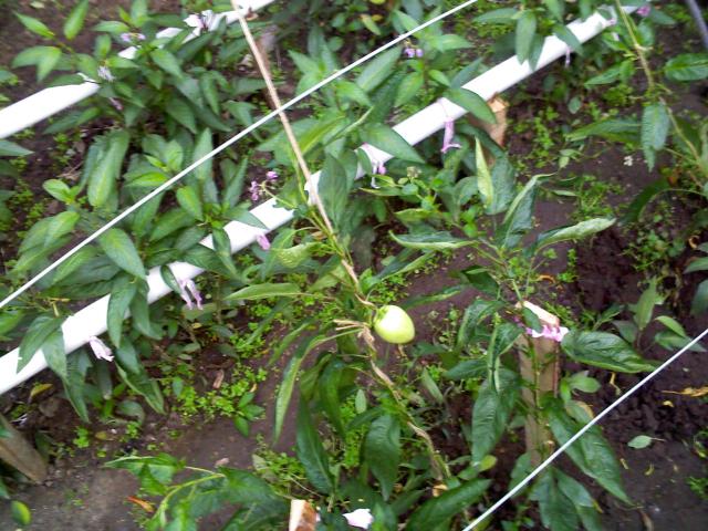 Name:  IMG320.jpg
Views: 2657
Size:  71.5 KB