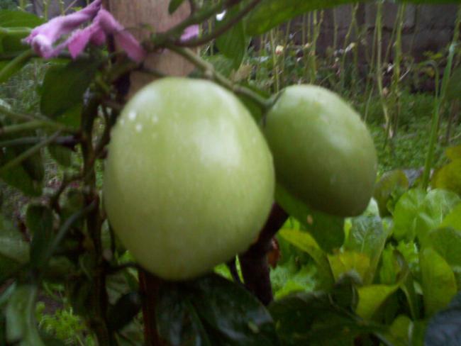 Name:  IMG323.jpg
Views: 2363
Size:  34.5 KB