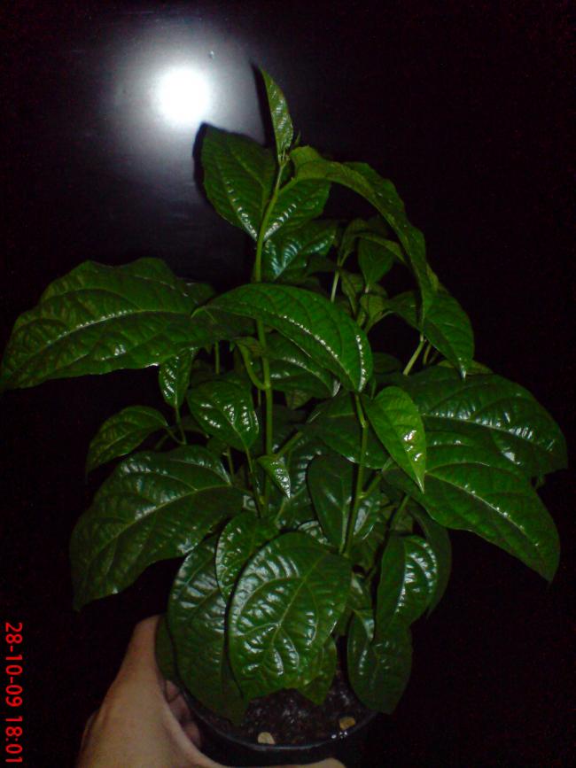 Name:  ouzhan 076.jpg
Views: 879
Size:  56.8 KB