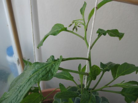 Name:  pepino (450 x 338).jpg
Views: 746
Size:  37.5 KB