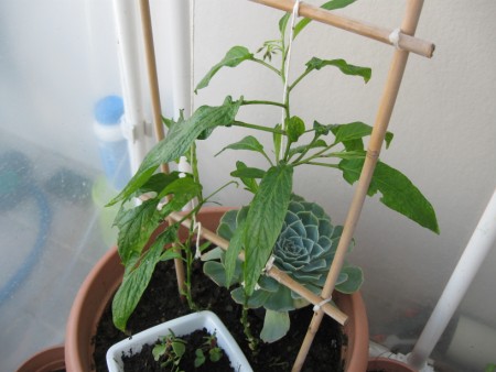 Name:  pepino1 (450 x 338).jpg
Views: 730
Size:  46.3 KB