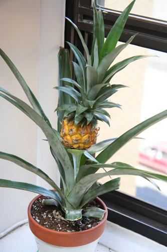 Name:  pineapple-plant.jpg
Views: 98293
Size:  66.7 KB