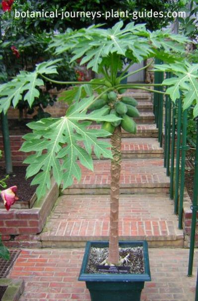 Name:  papayaplant.jpg
Views: 1875
Size:  52.9 KB