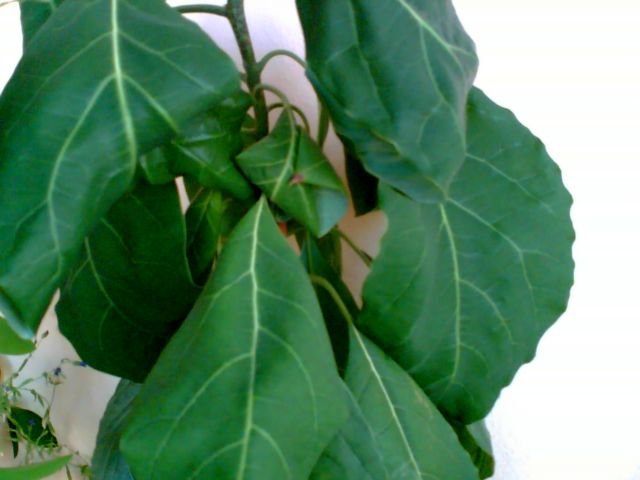 Name:  Avocado2.jpg
Views: 2769
Size:  34.7 KB