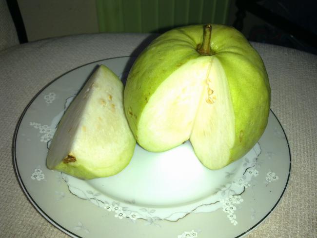 Name:  Guava2.jpg
Views: 4627
Size:  34.0 KB