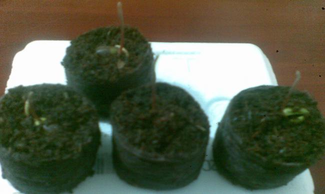 Name:  miracle berry tohumlar 1.jpg
Views: 5928
Size:  24.6 KB