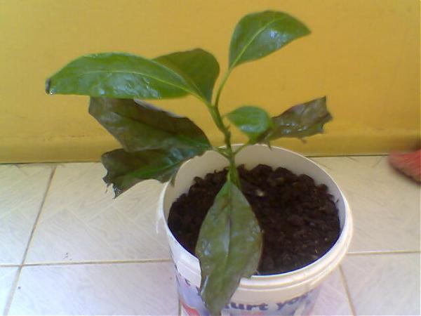 Name:  Grnt117.jpg
Views: 8928
Size:  25.9 KB