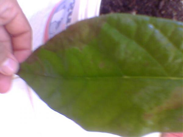 Name:  Grnt119.jpg
Views: 8953
Size:  18.0 KB