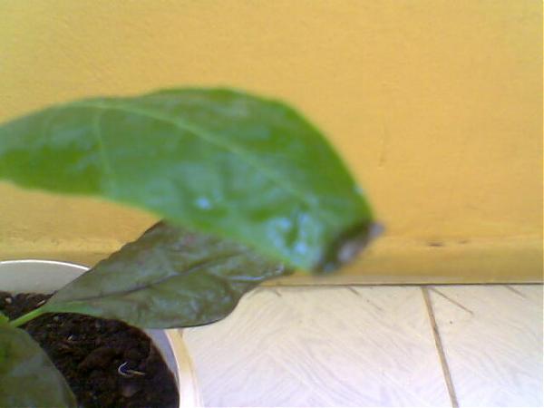 Name:  Grnt121.jpg
Views: 8907
Size:  21.6 KB