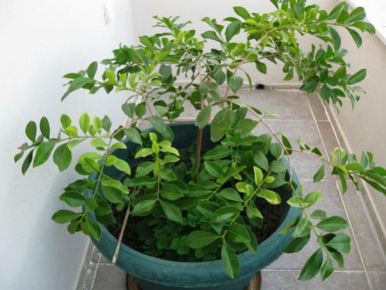 Name:  guava11.jpg
Views: 1627
Size:  38.3 KB