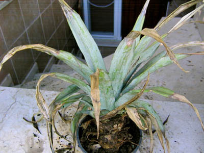 Name:  15_Kasm 005.jpg
Views: 5817
Size:  66.0 KB