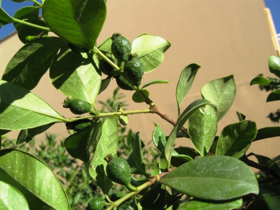 Name:  guava.jpg
Views: 1486
Size:  67.1 KB