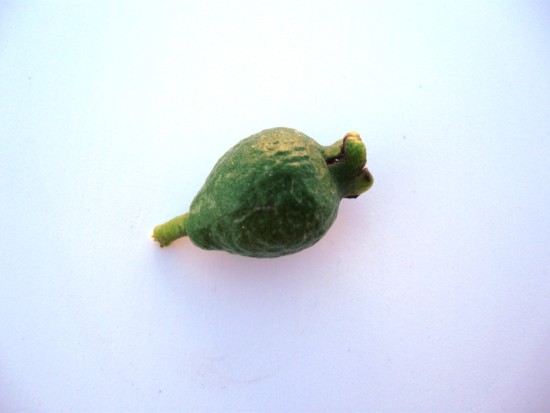 Name:  guava1.jpg
Views: 1352
Size:  29.5 KB
