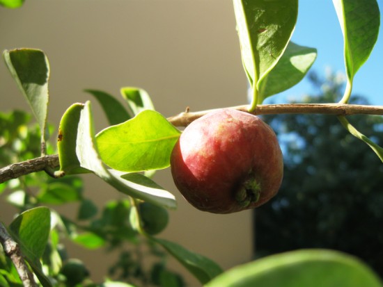 Name:  guava1.jpg
Views: 1282
Size:  47.3 KB