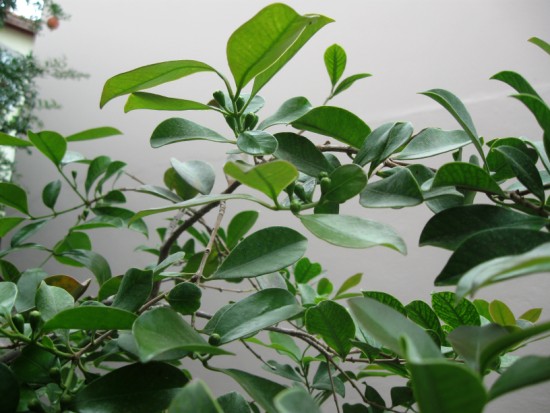 Name:  guava.jpg
Views: 1136
Size:  65.8 KB