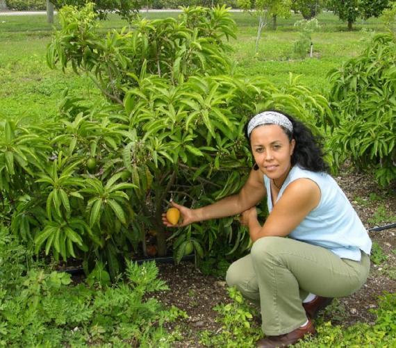 Name:  Canistel_tree.jpg
Views: 2245
Size:  72.7 KB