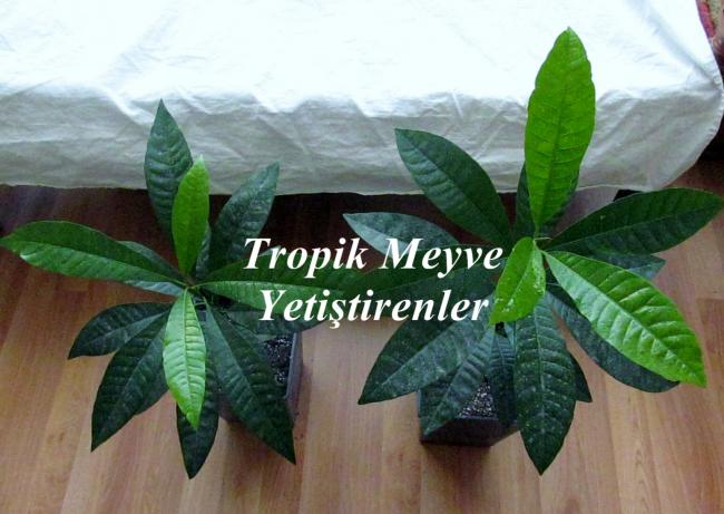 Name:  Canistel.3.jpg
Views: 2246
Size:  45.7 KB
