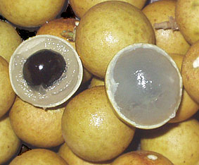 Name:  Longan.jpg
Views: 1952
Size:  21.5 KB