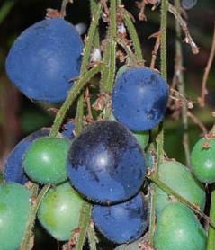 Name:  107_large_davidson-plum-nutrition-information.jpg
Views: 2544
Size:  14.6 KB