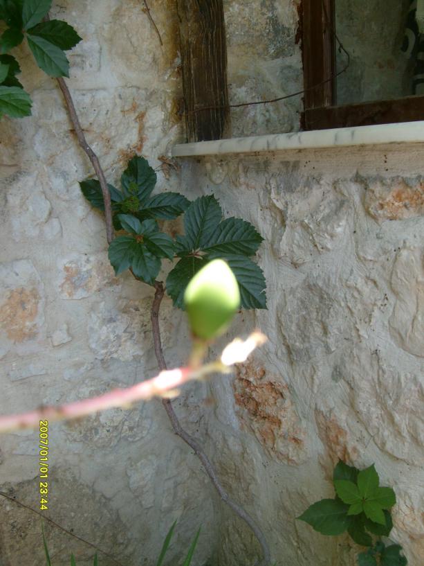 Name:  S6300588.jpg
Views: 2219
Size:  71.2 KB