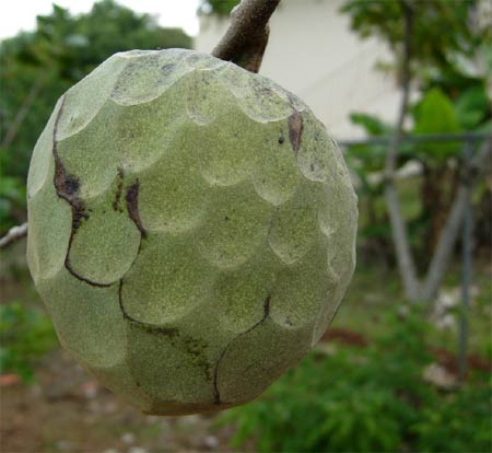 Name:  annona.jpg
Views: 13079
Size:  25.1 KB