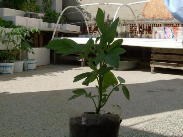 Name:  HPIM1870.jpg
Views: 1242
Size:  42.6 KB