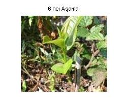 Name:  Am 3.JPG
Views: 12988
Size:  10.8 KB