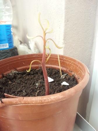 Name:  20131107_071724.jpg
Views: 1987
Size:  32.6 KB