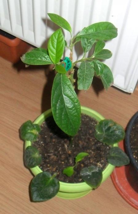 Name:  Avokado2.jpg
Views: 5732
Size:  37.9 KB