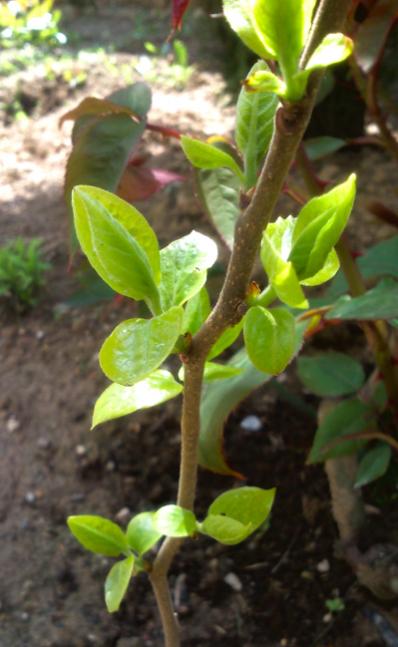 Name:  guava.jpg
Views: 1180
Size:  36.7 KB