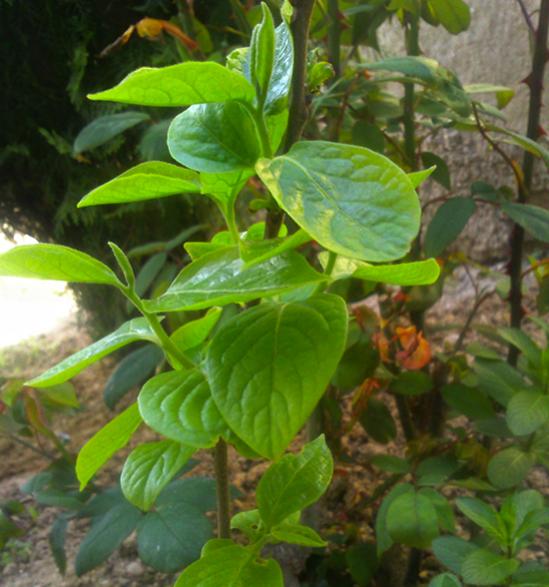 Name:  guava_fidani.jpg
Views: 1282
Size:  48.8 KB