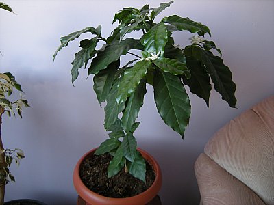 Name:  DSCN7785.jpg
Views: 1853
Size:  26.8 KB