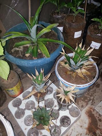 Name:  ananaslar.jpg
Views: 1186
Size:  39.4 KB