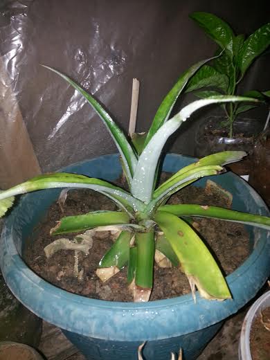 Name:  ananas.jpg
Views: 1210
Size:  32.6 KB