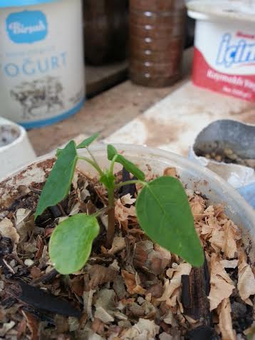 Name:  papaya.jpg
Views: 1087
Size:  29.1 KB