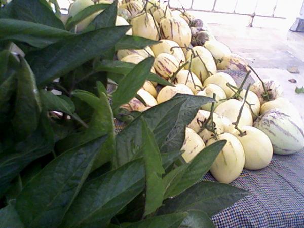 Name:  pepi.jpg
Views: 725
Size:  43.3 KB