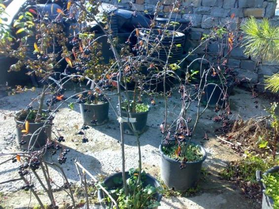 Name:  Aronia melanocarpa ,chokeberry 2.jpg
Views: 13718
Size:  71.7 KB