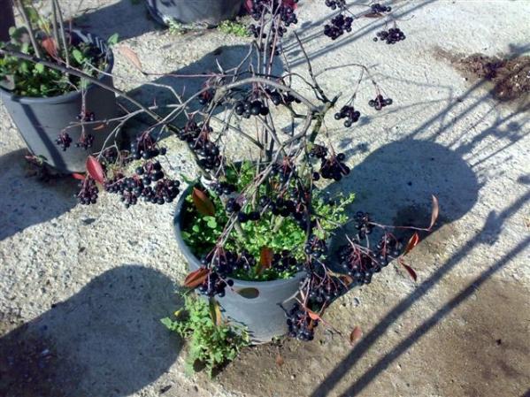 Name:  Aronia melanocarpa ,chokeberry.jpg
Views: 14180
Size:  70.1 KB