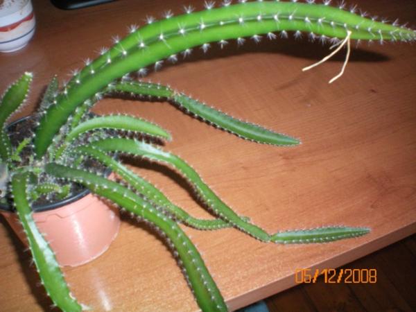 Name:  000_0004.jpg
Views: 32807
Size:  39.4 KB