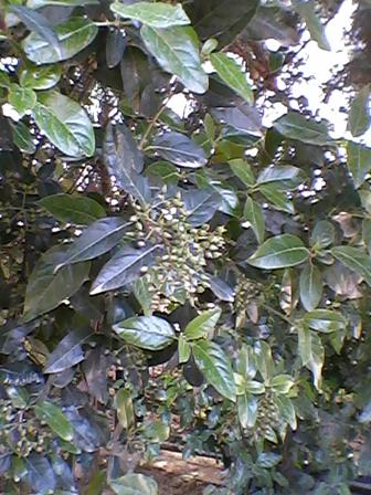 Name:  Fotoraf-0007.jpg
Views: 1091
Size:  43.5 KB