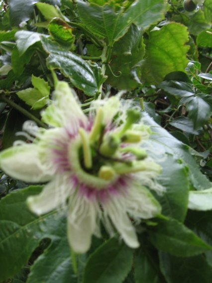 Name:  Passionfurit 004.jpg
Views: 13045
Size:  46.5 KB