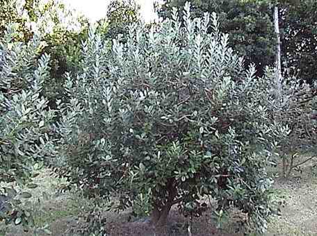 Name:  feijoa aac.jpg
Views: 48345
Size:  38.7 KB
