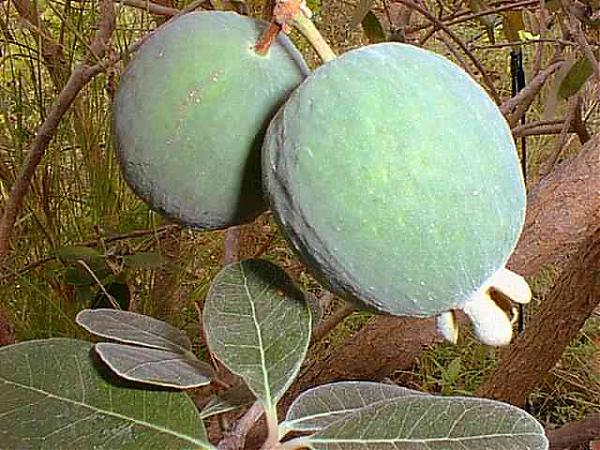 Name:  meyve olgunlamadan.jpg
Views: 40403
Size:  68.2 KB