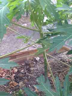 Name:  IMG_3426.JPG
Views: 779
Size:  8.4 KB