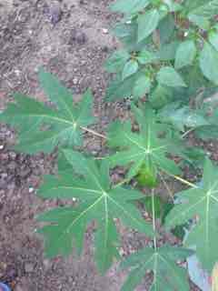 Name:  IMG_3428.JPG
Views: 752
Size:  7.7 KB