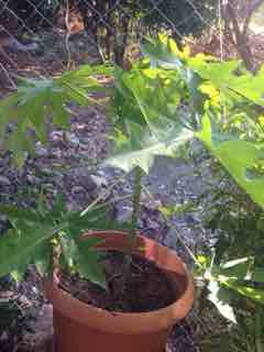 Name:  IMG_3430.JPG
Views: 750
Size:  8.7 KB