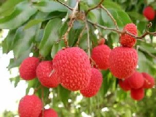 Name:  litchi-web.jpg
Views: 50655
Size:  17.8 KB