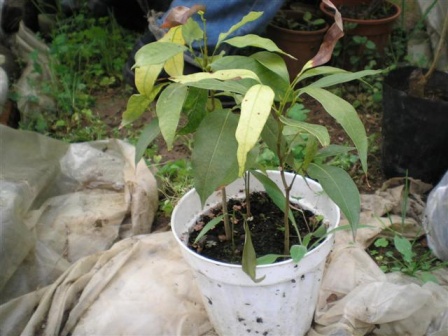 Name:  lii fidesi.jpg
Views: 31045
Size:  65.1 KB