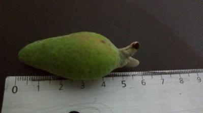Name:  feoja.jpg
Views: 1117
Size:  8.4 KB