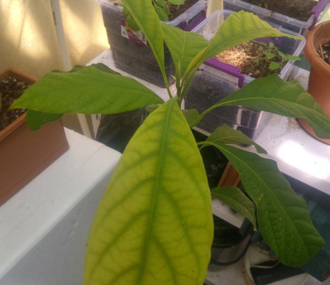 Name:  avocado1.jpg
Views: 2299
Size:  38.0 KB